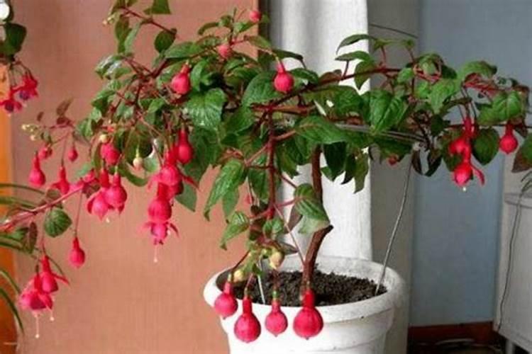 倒吊金钟花的养殖方法