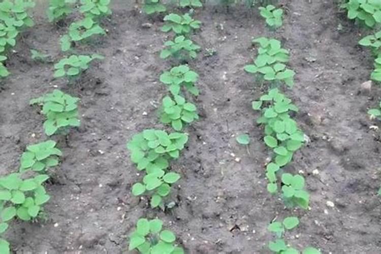 黄豆喜欢什么肥料