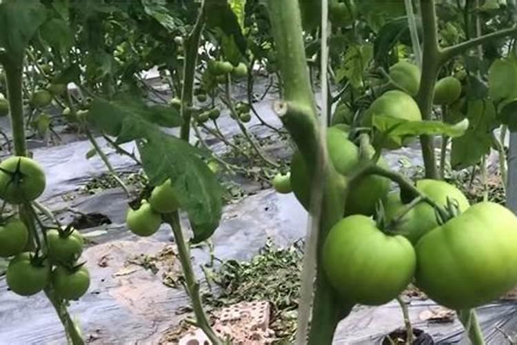 西红柿什么时候冲施高钾的肥料