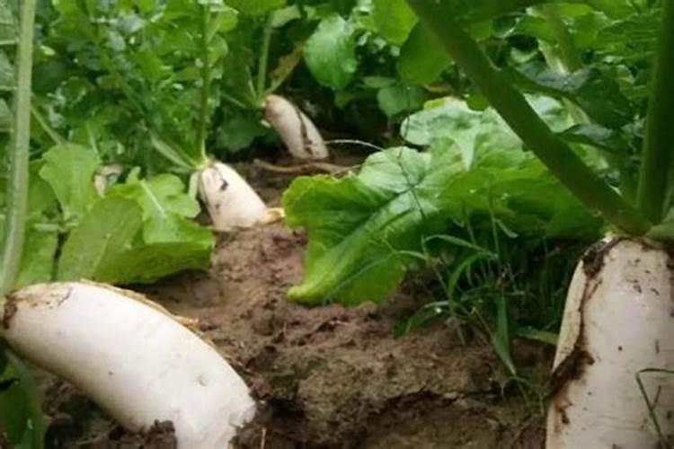 种白罗卜施什么肥料好？