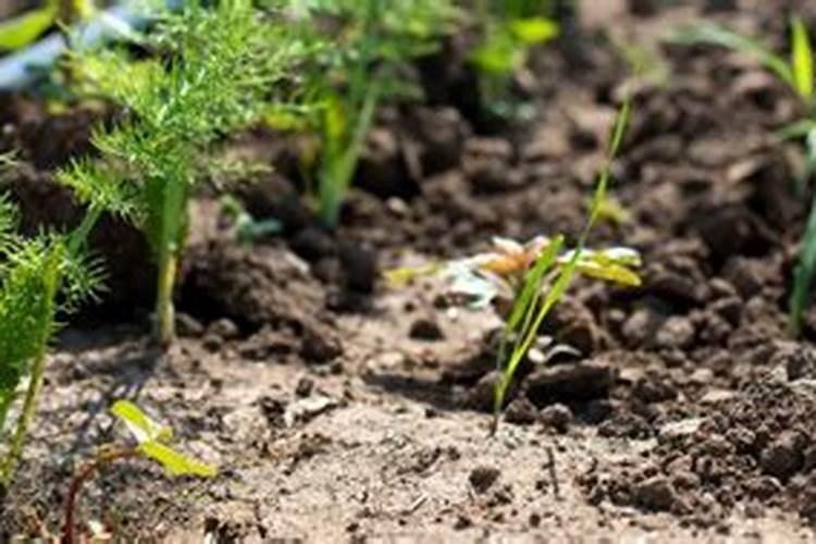 复合肥料怎样冲施效果最好？胡萝卜用滴灌冲上肥料后再浇多长时间最合百...