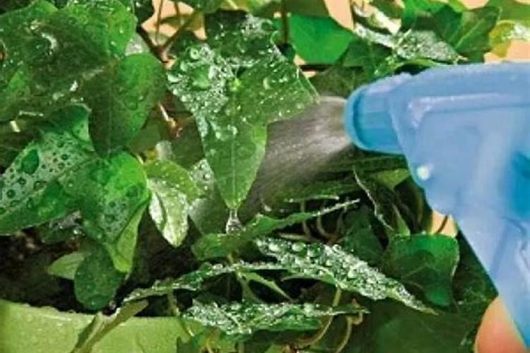 给花卉喷施叶面肥应该注意些什么