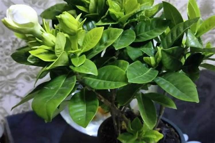 养鱼的水能浇花吗