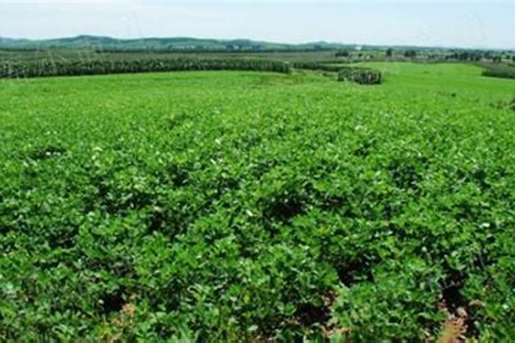 宁夏中牧亿林畜产股份有限公司怎么样？