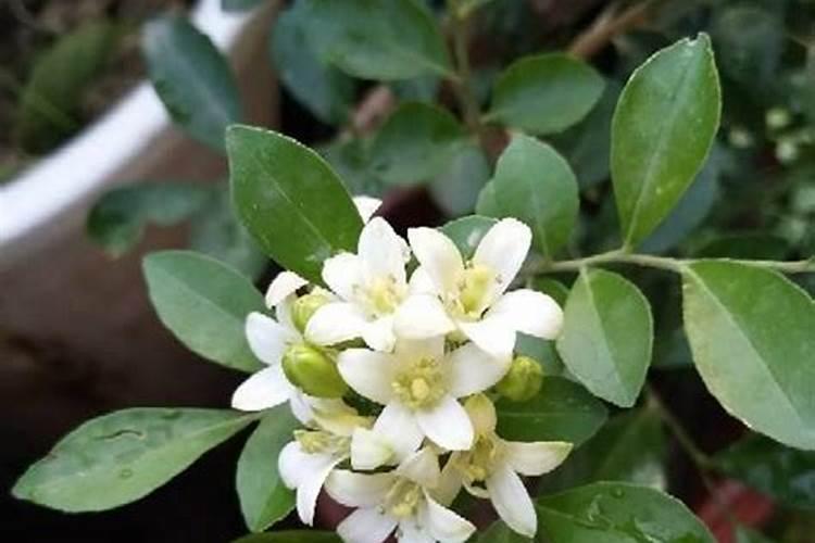 九里香什么时候开花什么月份开花