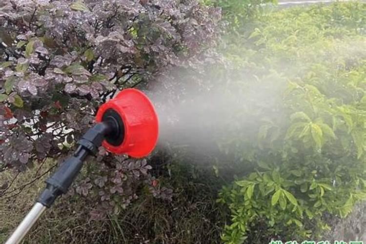 茶花施肥的正确方法