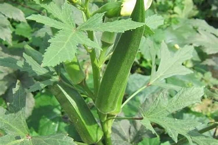 秋葵在什么时候施肥