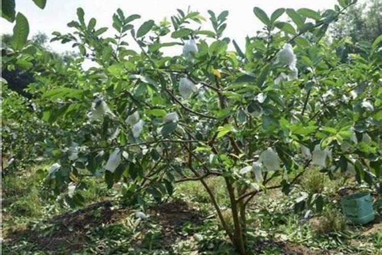 芭乐树怎么养？