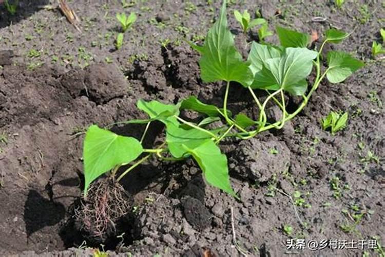 红薯使用什么肥料好