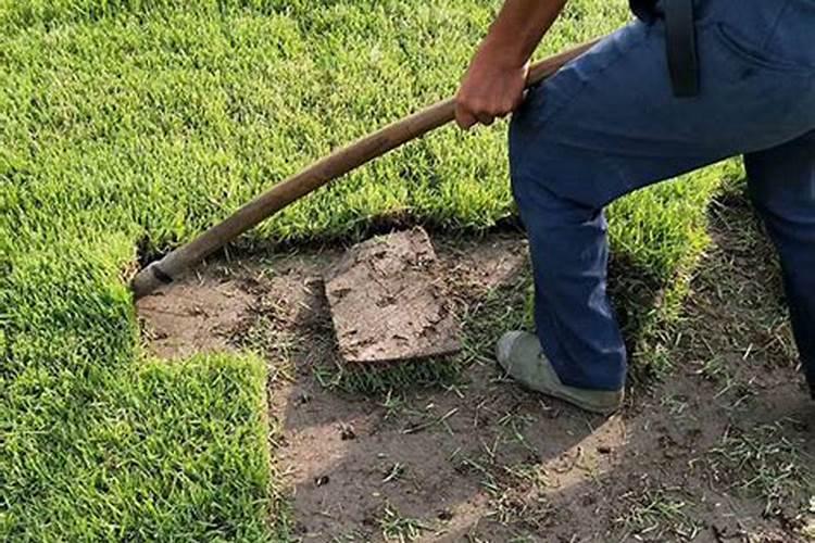 早熟禾草发芽多久可以施肥