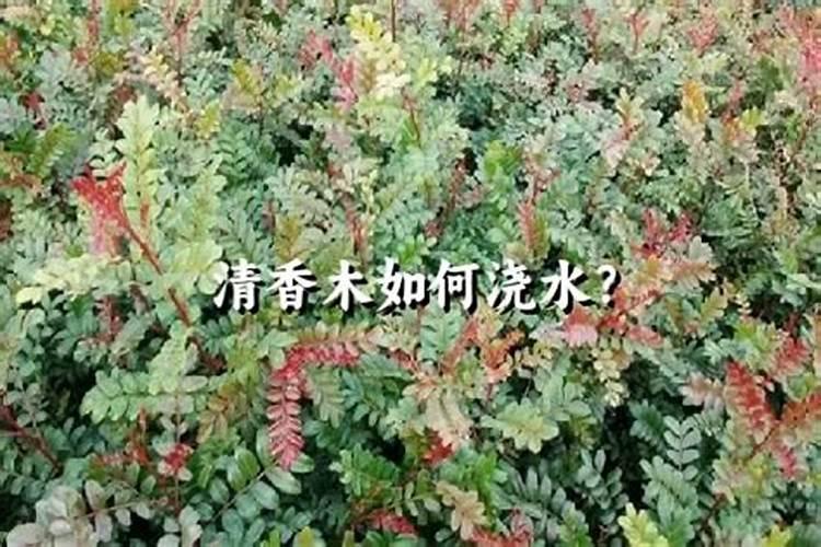清香木浇水的正确方法
