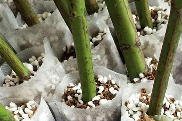 藤本蔷薇花需要施什么样的化肥？