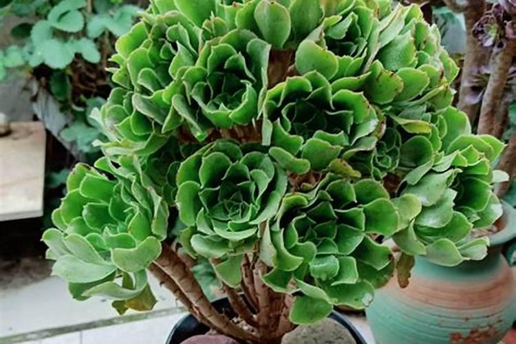 多肉黑法师怎么施肥,4个步骤教你施出美丽的黑法师