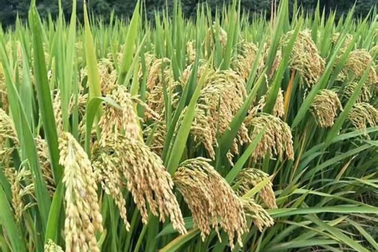 水稻一亩地用多少钾肥