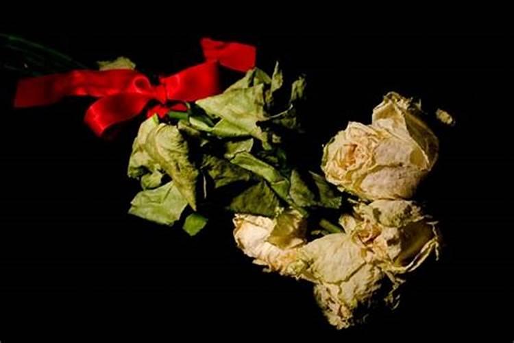 仙丹花朵蔫了怎么办