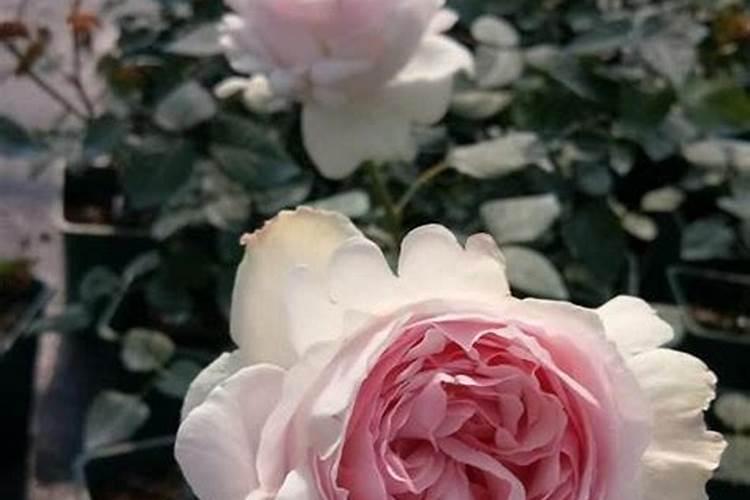 三角梅的花苞枯萎了,怎么办？