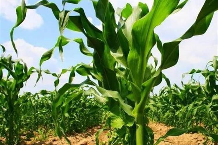 玉米根能吸收多远的肥 追肥技巧有哪些