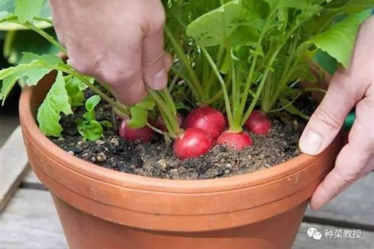 青菜种下去以后具体怎么施肥呢