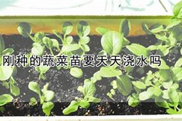 青菜种下去以后具体怎么施肥呢