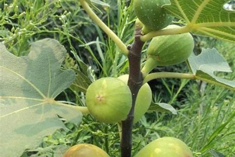 无花果施肥的正确方法