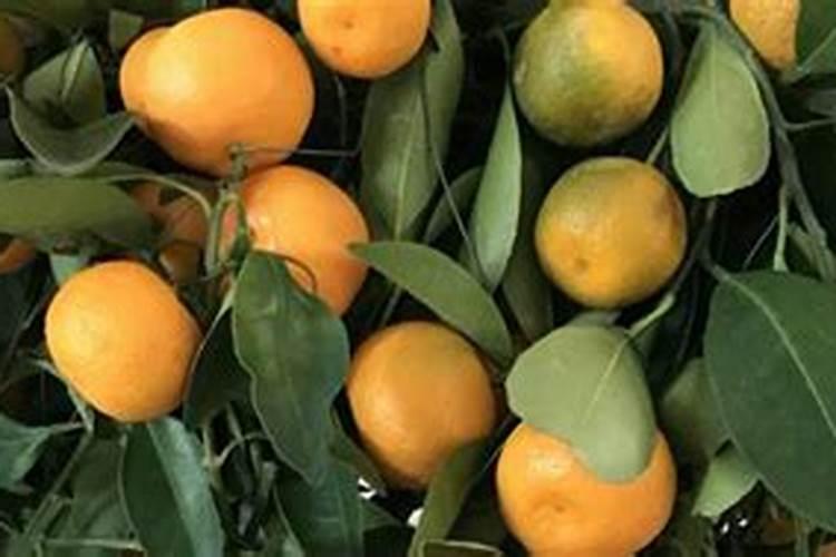 柑橘开花时期适合用啥肥料
