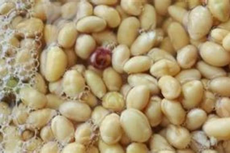 用大豆怎样自己做氨基酸叶面肥