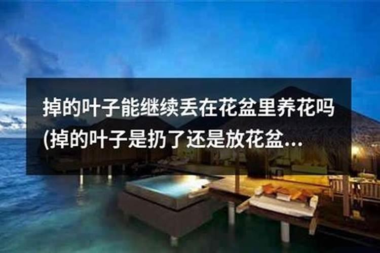 掉下的花叶放在花盆里好吗？