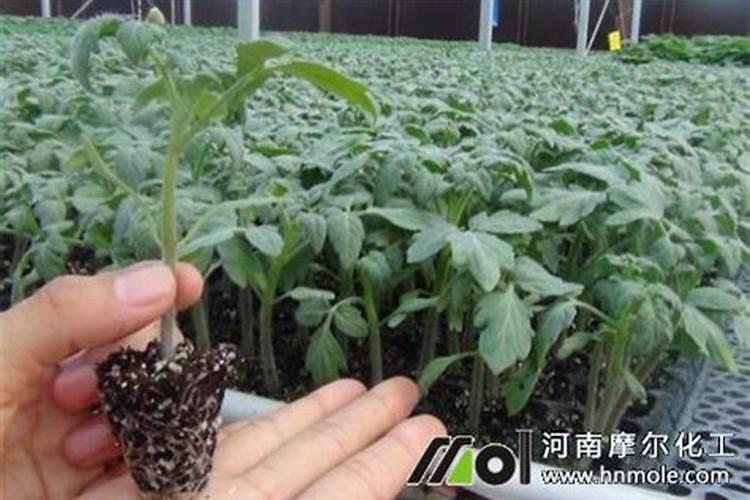 花椒树移栽后用什么肥能提高成活率