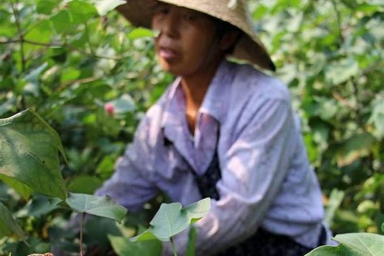 红薯后期用磷酸二氢钾灌根可以吗怎么施肥