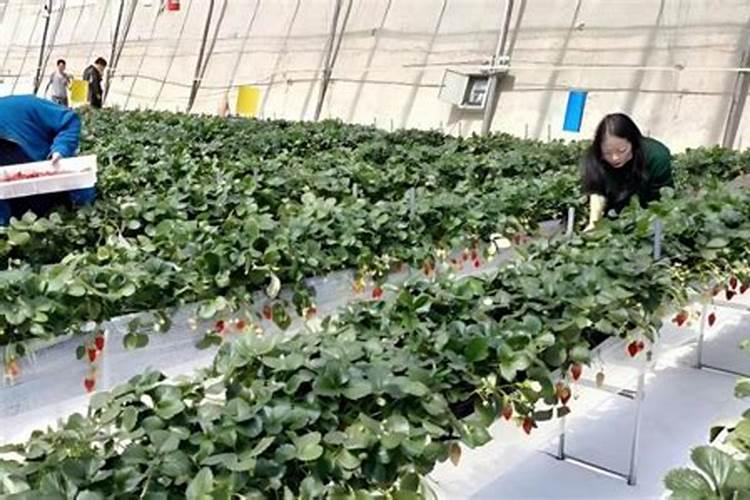 草莓种植过程中该施什么肥料