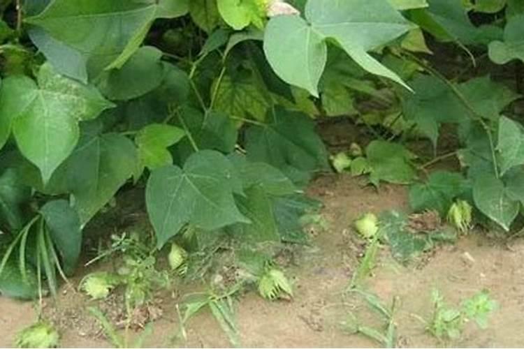 棉花戴帽出土喷什么叶面肥好？