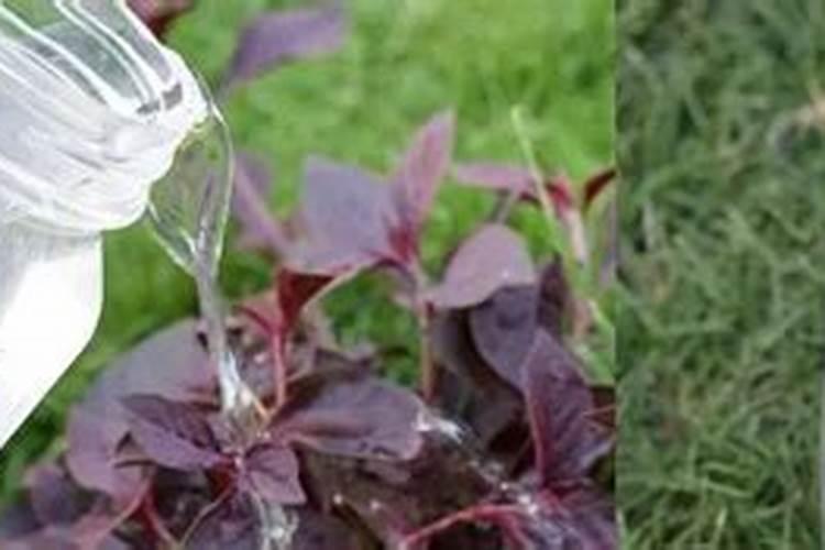 自家种花用什么肥料,最好是自己配置的!谢谢