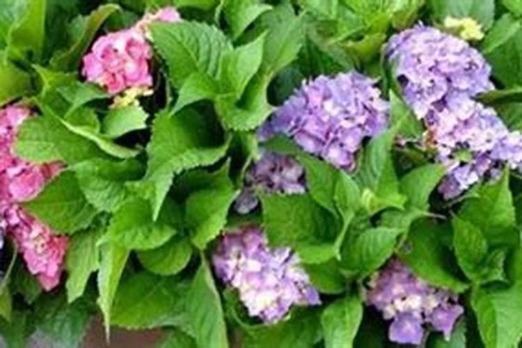 草莓需要什么肥料配比