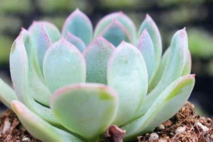 花草树叶发黄怎么办