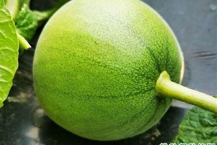 甜瓜打什么叶面肥最好？甜瓜施肥时间及方法？