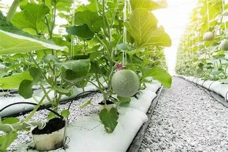 甜瓜用什么肥料好甜瓜的施肥技术