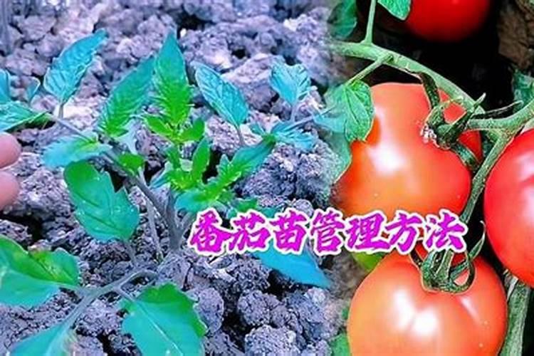 种花生底肥用什么最好