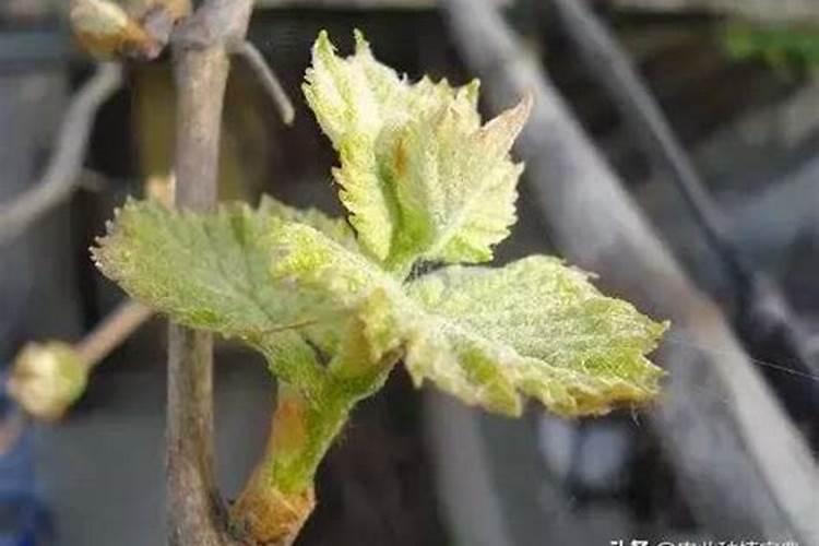 第一年新种的葡萄苗该施什么肥料