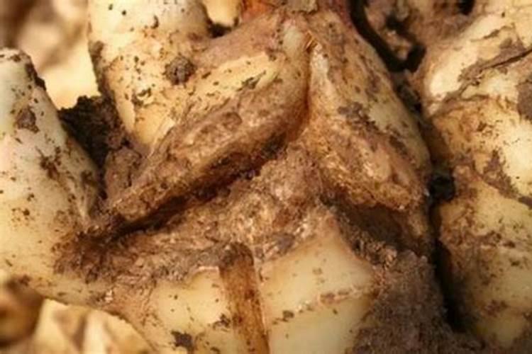 大姜根茎块膨大用什么？大姜根茎块膨大用哪个叶面肥？大姜根茎块膨大喷昆...