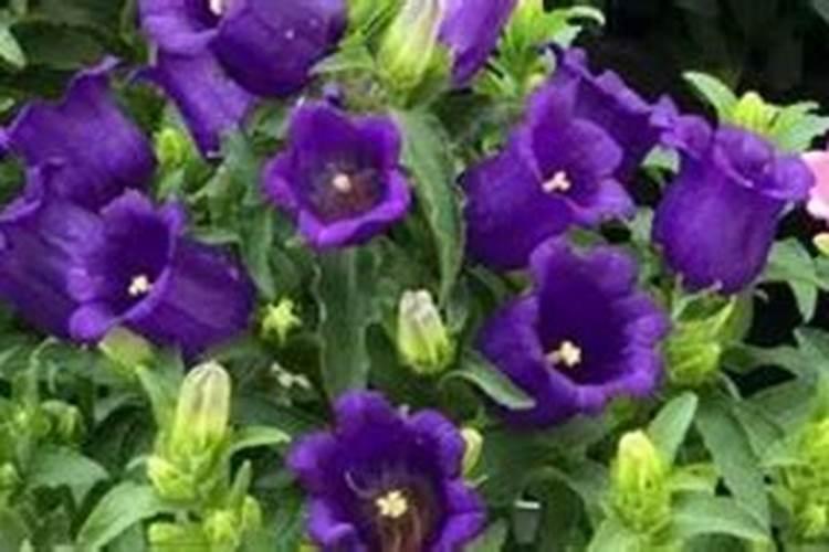 风铃花的养殖方法和注意事项