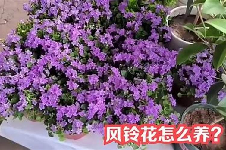 风铃花养殖方法