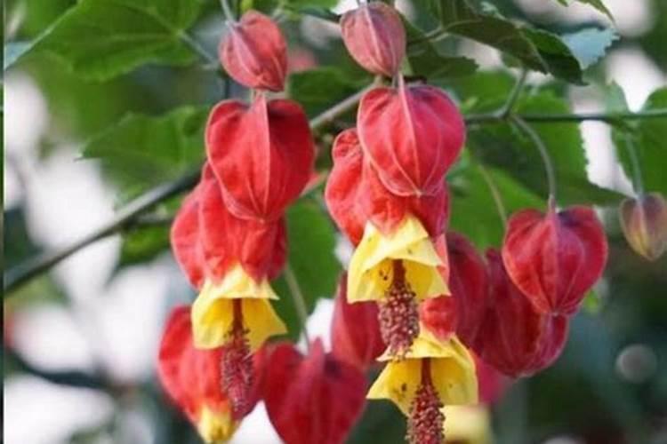 风铃花养殖方法