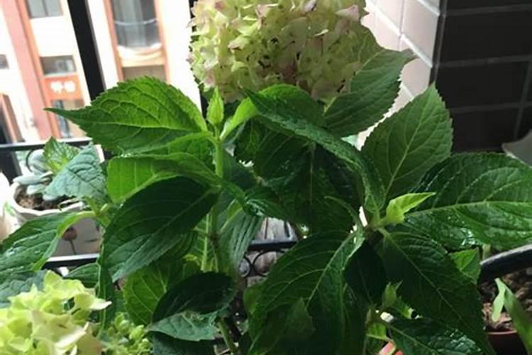 秀球花为什么不开花？