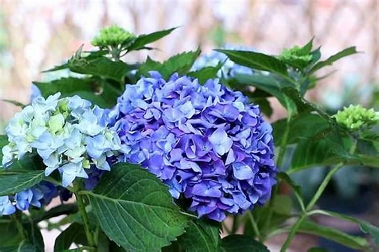 绣球只长叶子不开花