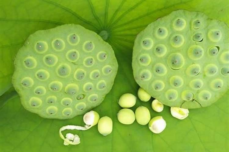 施哪种肥料能使莲子颗粒饱满？