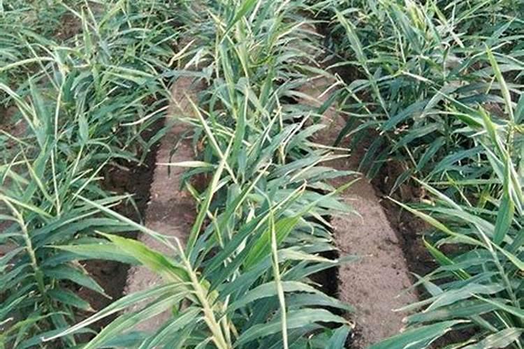 生姜种植需要什么肥料？生姜打什么叶面肥长的快？