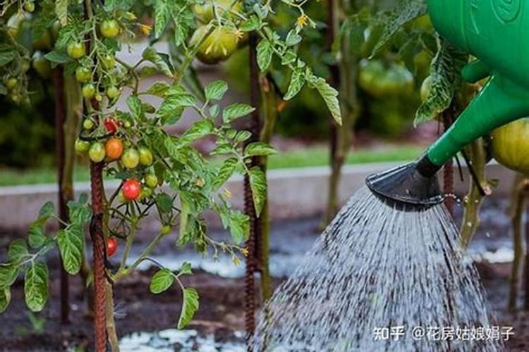 番茄坐不住果？从这几点改善