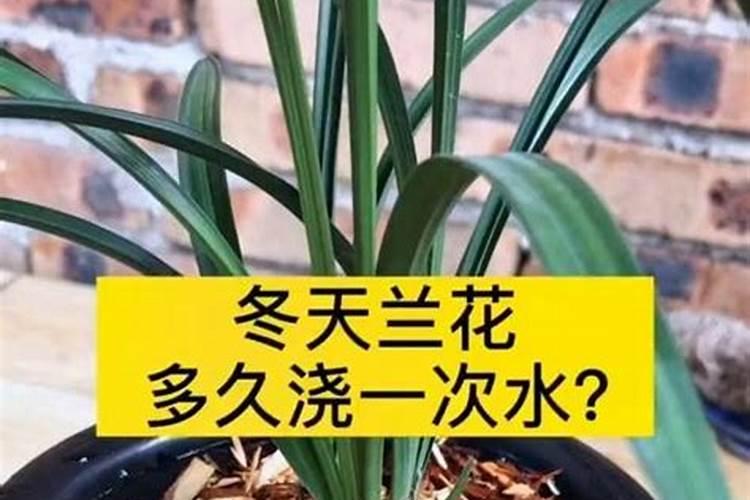 兰花施肥最佳时间