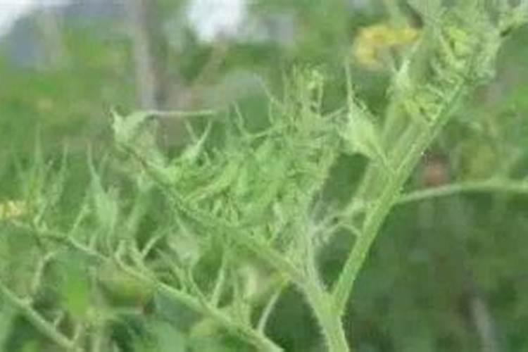 西红柿施肥存在哪些问题及施肥原则是什么？