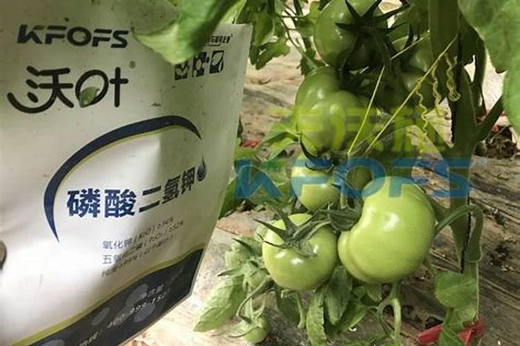 种植西红柿什么时候用磷酸二氢钾